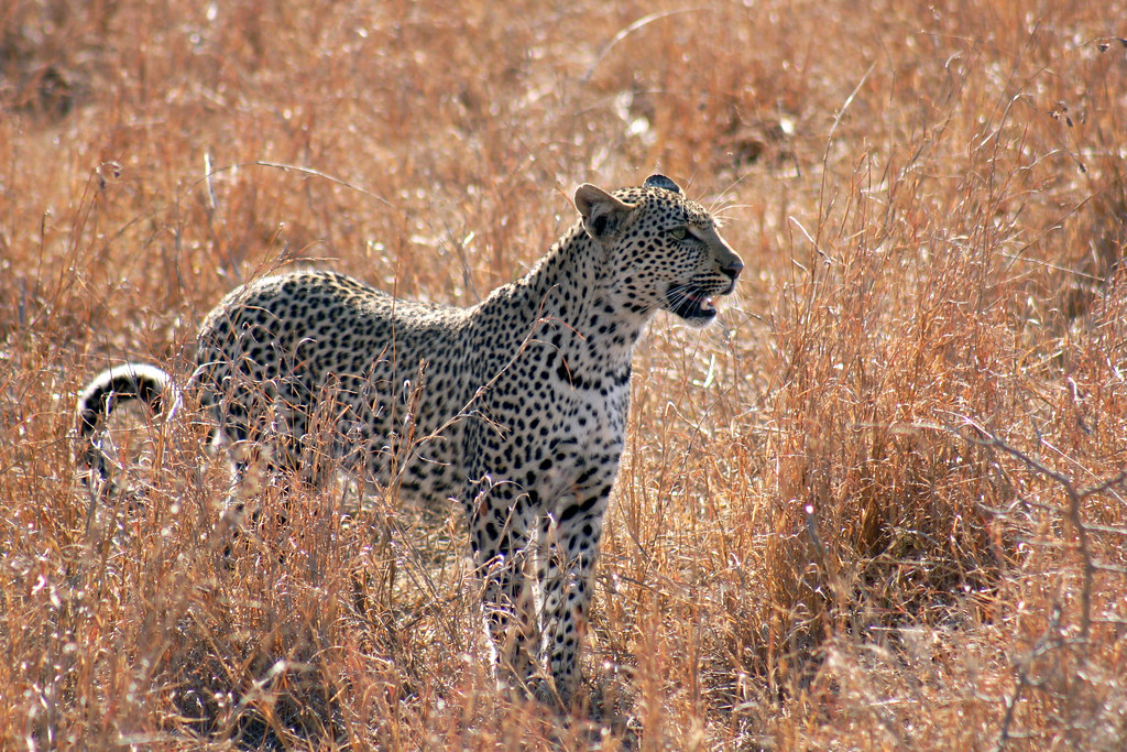 Bästa safariupplevelserna i Sydafrika