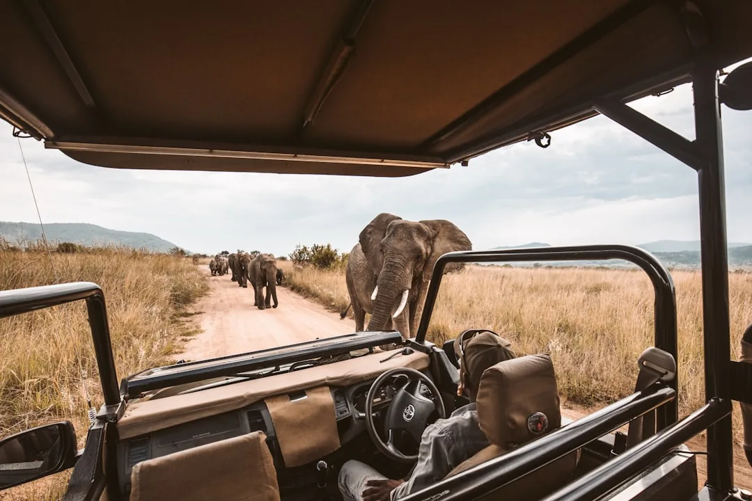 Kruger vs privata reservat 2026 — vilken safari passar dig bäst?