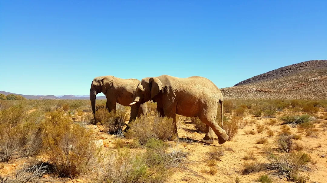 Safari i Sydafrika — komplett guide 2026