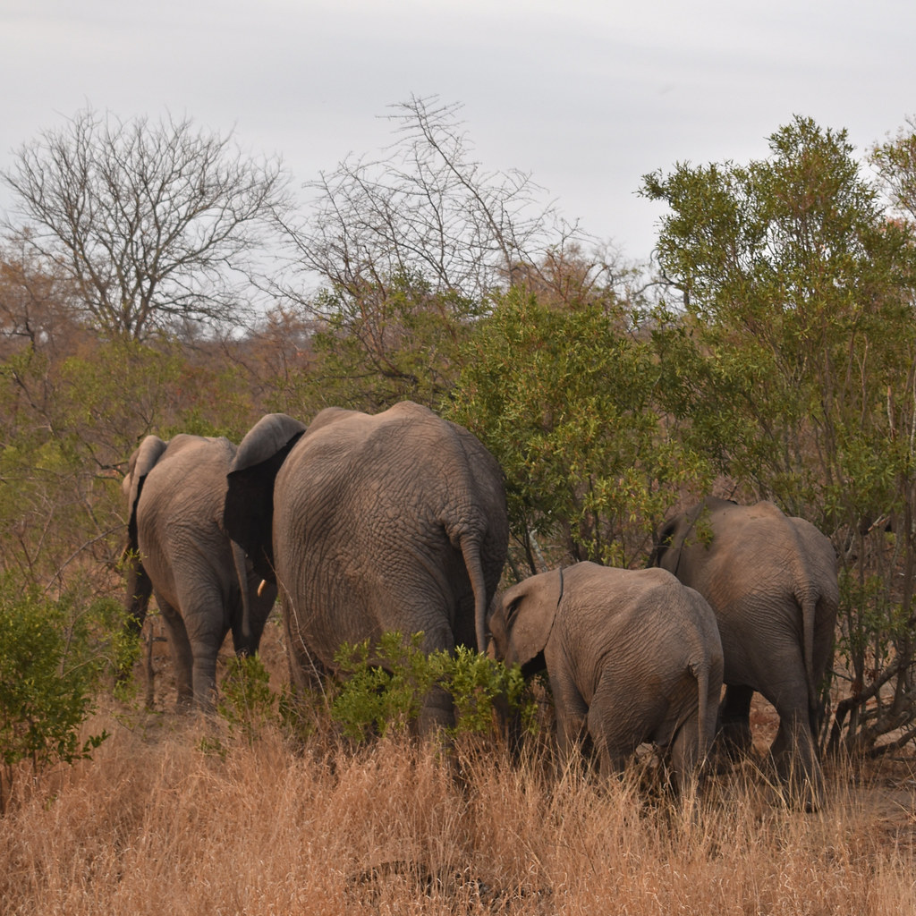 Safari & Garden Route
